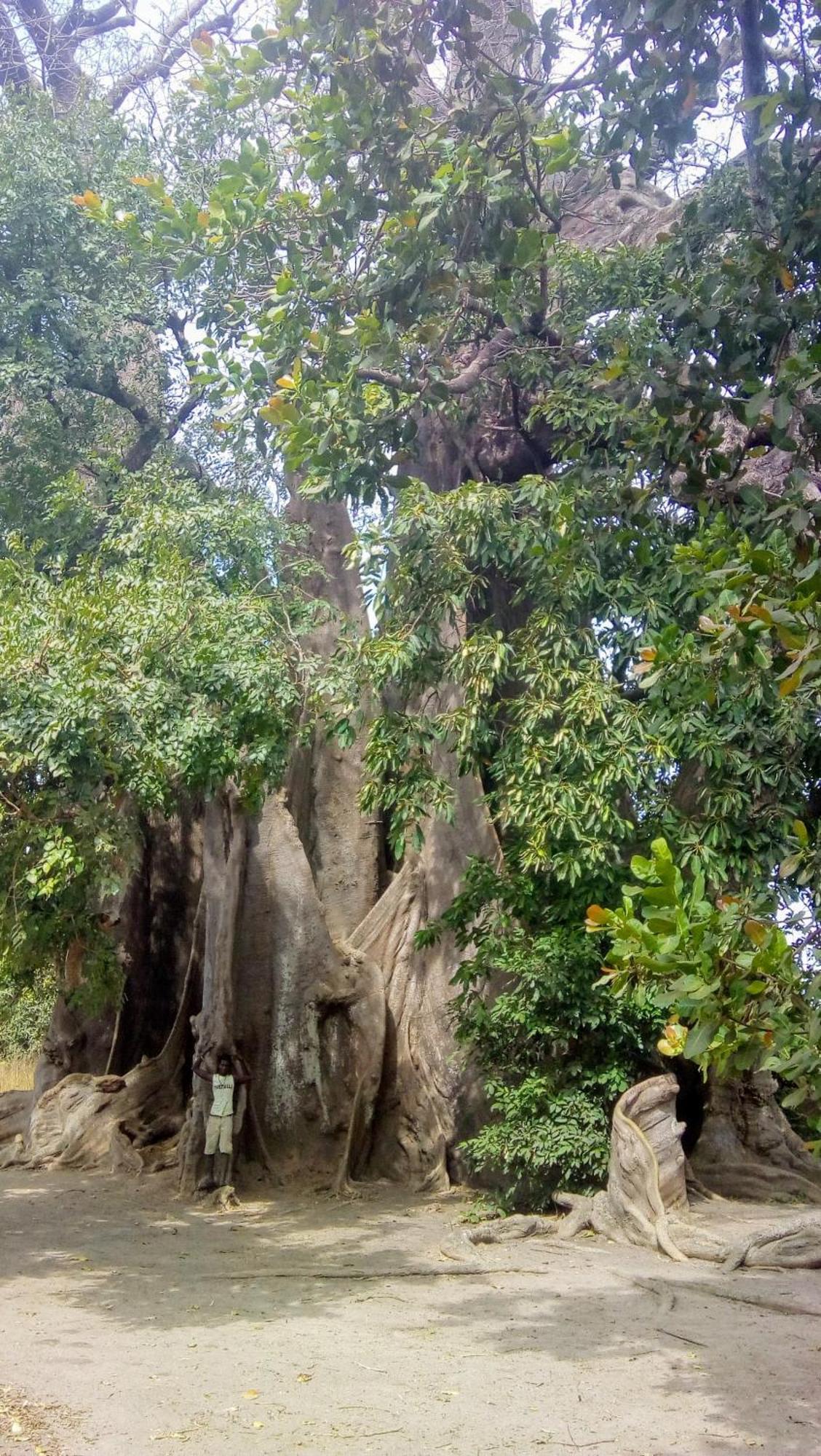 Vila Chez Bethy & Baboulaye Jungle Et Ocean Abémé Exteriér fotografie